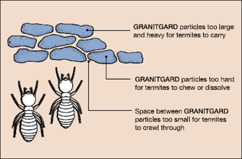 Termite